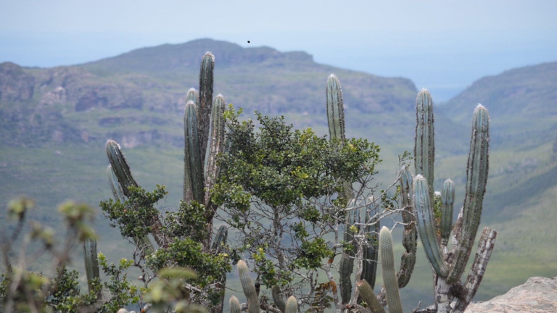 UFPB desenvolve pesquisa para reverter a trajetória de degradação ambiental e pobreza na Caatinga