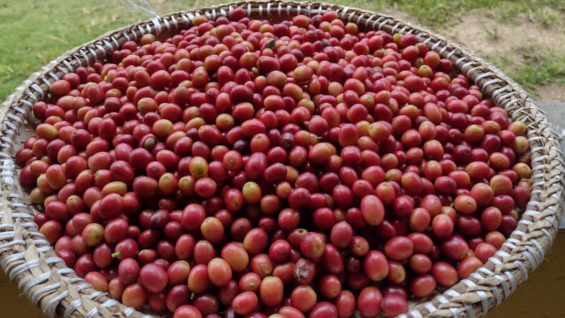 Café Agroecológico da UFPB fortalece agricultura familiar no Brejo paraibano Café Agroecológico da UFPB fortalece agricultura familiar no Brejo paraibano