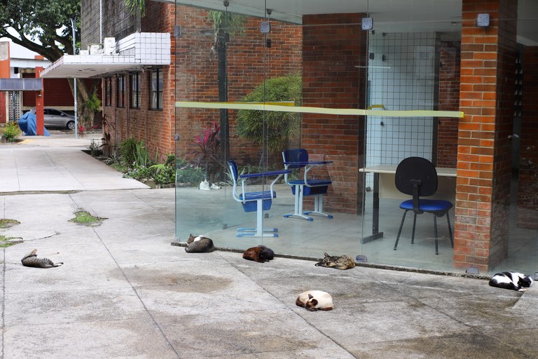 CAMPANHA NATALINA DO NÚCLEO DE JUSTIÇA ANIMAL DA UFPB ARRECADA RAÇÃO PARA GATOS ABANDONADOS NA UNIVERSIDADE