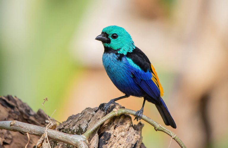 PESQUISADORES DA UFPB LANÇAM LIVRO SOBRE BIODIVERSIDADE ANIMAL E CONSERVAÇÃO DA MATA ATLÂNTICA