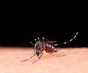 PROJETO DE EXTENSÃO DA UFPB DÁ DICAS DE COMO SE PREVENIR CONTRA A DENGUE